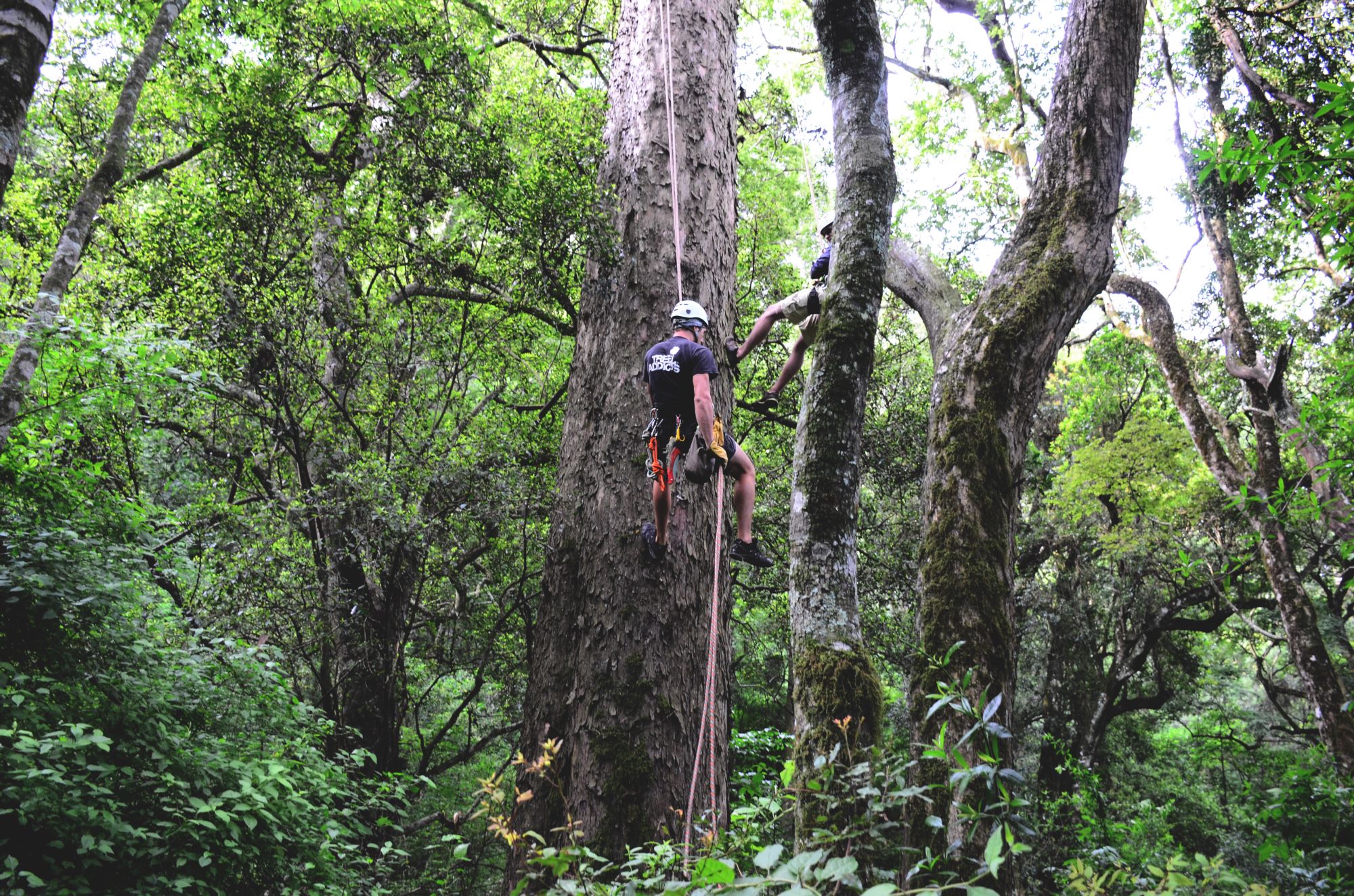 The Lost Yellowwoods of Limpopo